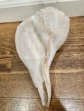 Beautiful Large 9” Sea Shell Decor Beach House Ocean Sea