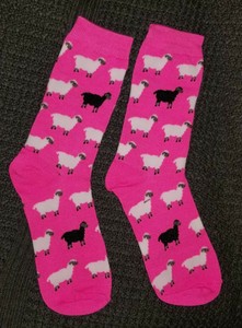 black and white sheep herding dog