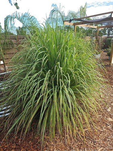 20 Semillas De Hierba Limon Lemon Grass Cymbopogon Flexuosus - La - Foto 12
