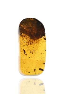 Swarm of Collembola (Springtail), Fossil insect inclusion in Burmese Amber