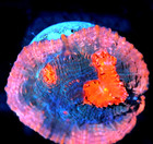 Corals of Eden ~ NON WYSIWYG Live Coral Frag ~ Bubble Gum Chalice ~ LPS SPS — photo 3