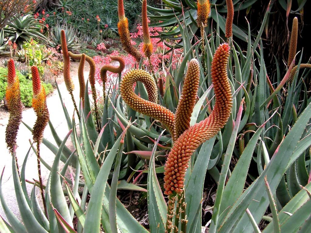 ALOE CASTANEA - Rare Cats Tail Aloe Vera -10 x Herbal Succulent Plant Seeds  | eBay