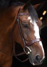 Black Oak by KL Select Foxtrot Hunt Bridle