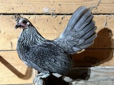 Silver blue Bantam eggs 12 NPIP clean exhibition parents