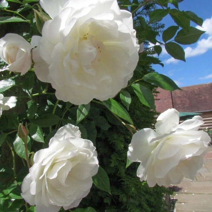 White Etoile de Hollande FRAGRANT Climbing Rose 6 Cuttings for Planting - Image 2 of 3