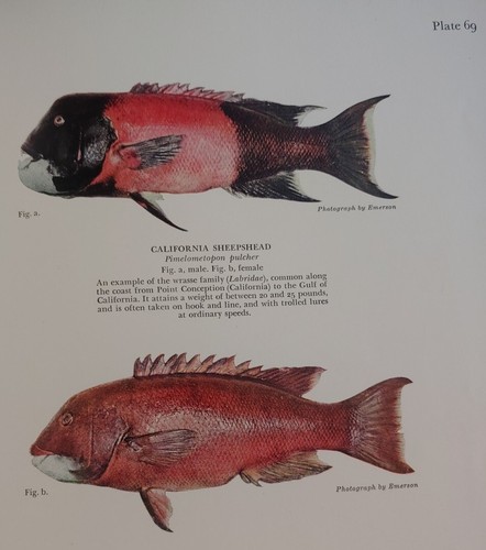 VINTAGE 1937! Marine Game Fishes of Pacific Coast from Alaska to the Equator - Picture 2 of 15