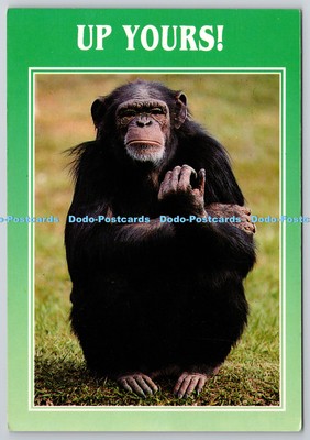 D307884 Monkey Up Yours Leo Karten Golden Shield Eastbourne