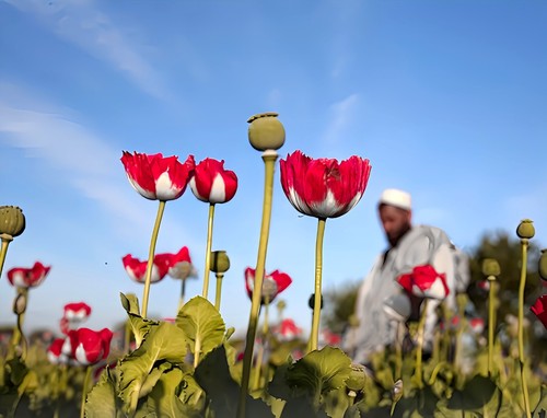 Echter Schlafmohn ~ 5700 seeds, 1,5 g++ / lat. Papaver Somniferum - Bild 4 von 17