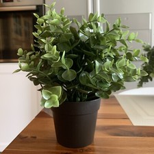 fenestration monstera Monstera Deliciosa Mint Variegated Fenestrated – Okanoka main image 0