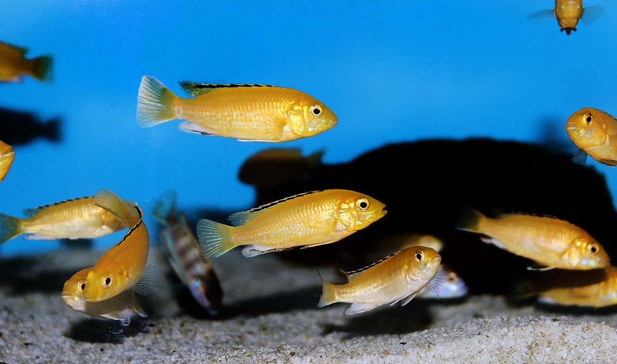 Tropical Fish Food Ultra 8 Mix - Discus, Cichlids, Plecos, Cories ...