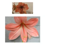 1 cross pollinated amaryllis Hippeastrum Dainty X Rilona small bulb 6-12 cm