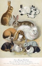 15616.Poster Decorazione Parete.Arte Interni.Stampa Le Nostre Razze di Conigli Fantastici