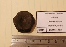 Ichthyosaur Vertebra Fossil - Marine Reptile