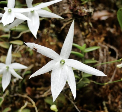Angraecoides clavigera Rare miniature orchid species bloom size - Picture 1 of 3