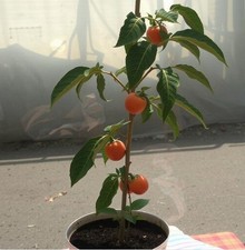 2 x winterharte Kaki-Bäume schnellwüchsige & exotische Pflanzen für den Garten