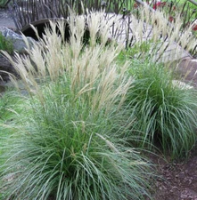 Adagio Maiden Grass Seeds Free Shipping Size:20-200