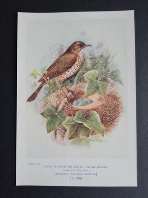Antiker Druck von 1910 - Song-Thrush oder Mavis - Vögel - Ornithologie - George Rankin