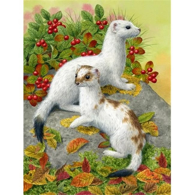 Caroline's Treasures Ermine Stoat Short-Tailed Weasel Koozie - Thumbnail 2
