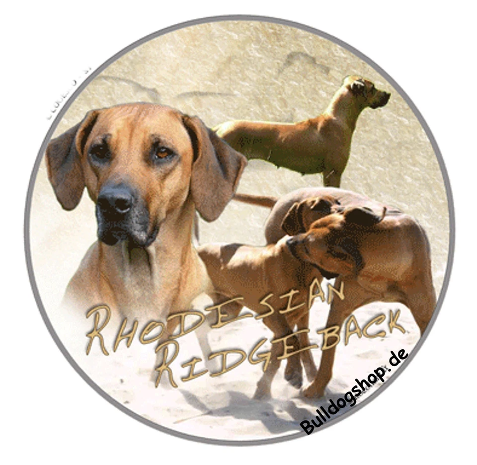 Design Aufkleber  Rhodesian Ridgeback 1 Hund Dog Autoaufkleber  - Bild 1 von 1