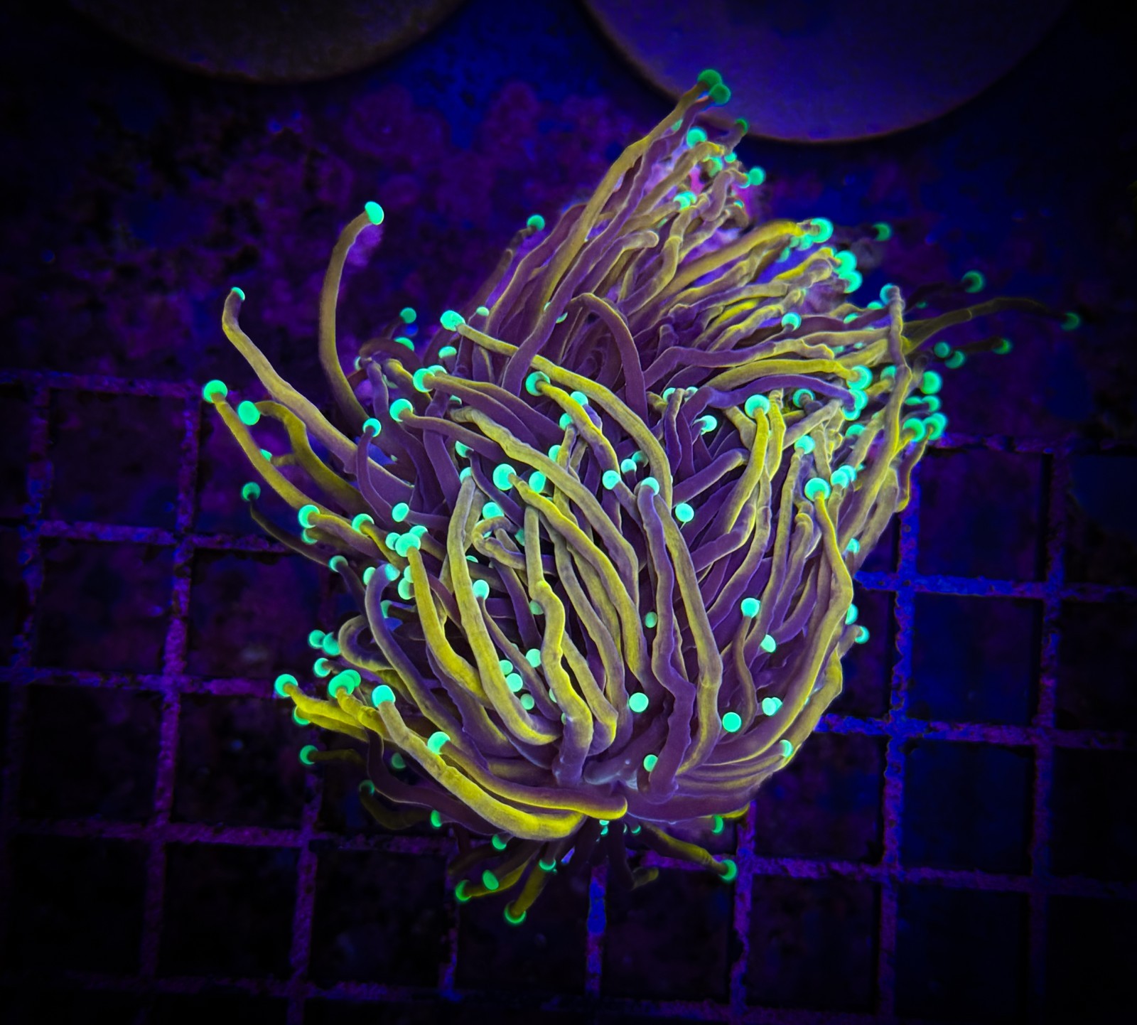 Torch Euphyllia Hg Wysiwyg Live Coral Frag Lps Rare