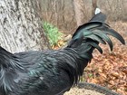 3 Ayam Cemani Hatching Chicken Eggs, Black skin and bones — photo 9