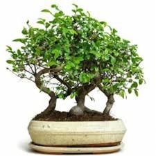 50 Chinese Elm Seeds (ULMUS PARVIFOLIA)  Grow Your Own