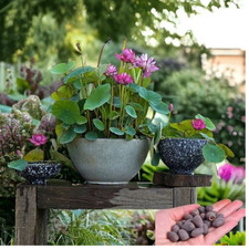 10 Seeds Lotus Mixed Color Beautiful Flower Seeds Aquatic Plants Water Seeds