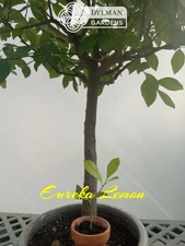 Eureka Lemon Tree (Citrus limon 'Eureka') - Multiple Sizes - Live Citrus Tree