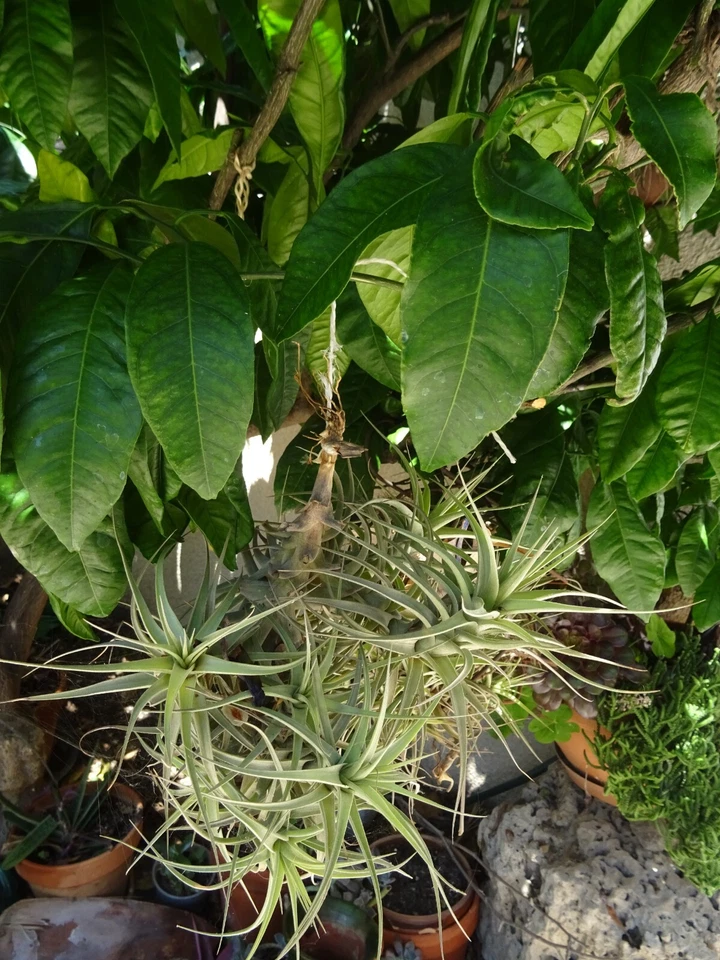 lot  tissus genre tissage  neuf  50x50 cm 2piécespour coussin ?? - Photo 4/4