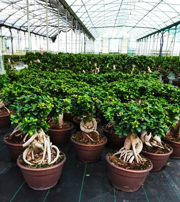 moringa bonsai Moringa Seeds, Tree of Life  Educared