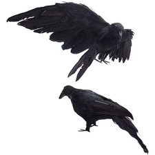 Realistic Crows Lifesize Extra Large Handmade Black Feathered Crow for Halloween