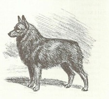 Schipperke - CUSTOM MATTED - 1954 Vintage Dog...