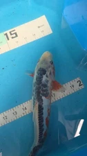 BLUE SCALED / SKIN SHUSUI  11IN. Japanese Koi Live Imported KoiGazer