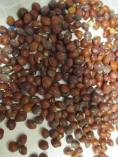 KNUCKLE PURPLE HULL CROWDER PEAS 100 SEEDS