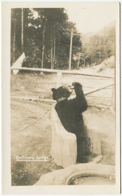 BÄR, RESTMORE LODGE, ST ELMO PARK, LAIEN, BRITISH COLUMBIA - Kanada Postkarte