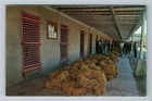 Tarpon Springs FL-Florida, Sponge Auction, Sponge Exchange, Vintage Postcard