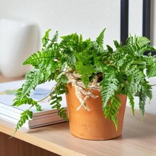 White Rabbit Foot Fern in 12cm Pot - Indoor Houseplant with Unique Fuzzy Foliage