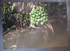 postcard art Janaina Tschape Veratrum Bulbosus photography St Louis unposted