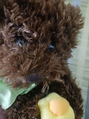 Daisy The Brown Teddy Bear Holding A Cloth Tellow Daisy Flower Soft Plush