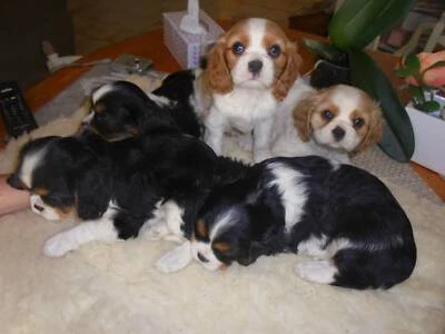 gumtree king charles cavalier