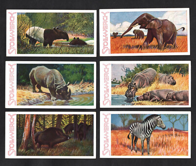Stollwerck Tierreich 1932 Album Ser 14 deutsches Kartenset Tapir Elefant Nashorn