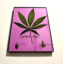Real Pressed Cannabis Leaves, Wall Art 8.5 x 11.5 ( Grape Ape Genetics )
