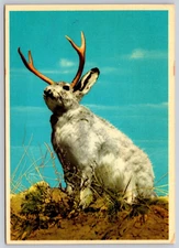 Postcard Comic Fantasy Jackalope Wyoming & Colorado Photo Bill Sanborn