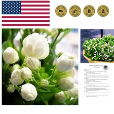 100 Climbing Jasmine Flower Seeds Fragrant Plant for Planting Garden Home Fo...