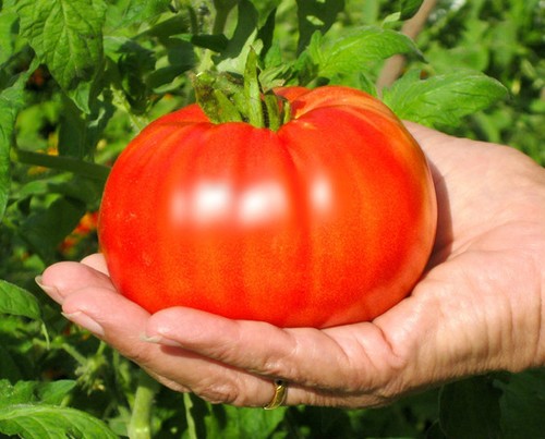 BEEFSTEAK TOMATO SEEDS * LARGE * SOLID * GREAT SLICER *  - Afbeelding 1 van 2