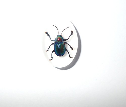 Insect Cabochon Shining Leaf Beetle Oval 18x25 mm on white 2 pieces Lot - Picture 14 of 19