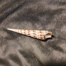 Sea shell Terebra subulata 3 1/2 in