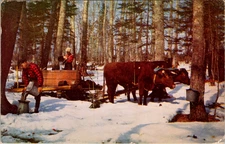 Vintage Postcard-Gathering Maple Sap, Vermont Maple Syrup, 1953 Postmark 