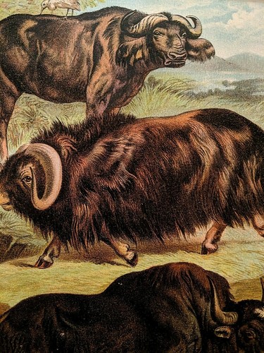 1880 Henry J Johnson Moschus Ochse Büffel Yak Teller XLVI Ungulata Kunstdruck mattiert - Bild 3 von 6