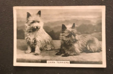 1939 Senior Service Dogs No. 45 Cairn Terriers